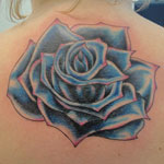 Lizard Cover Up After